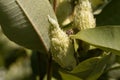 Fruits of a common milkweed Asclepias syriaca Royalty Free Stock Photo