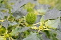 The green fruits of the durman Indian harmless Datura inoxia Mill