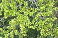 Green fruits of an elm stocky Ulmus pumila L., background