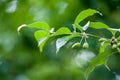 Green fruits growing on branch against green background