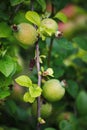 Green fruits of japanese quince garland on branches of a bush