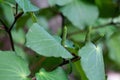 Green fruits of Kawakawa peppert, Piper excelsum