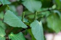 Green fruits of Kawakawa peppert, Piper excelsum