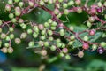 Green fruits of sambucus. Sambucus is a genus of flowering plants in the family Adoxaceae. The various species are commonly called