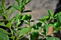 Green fruits of Solanum pseudocapsicum in the yard