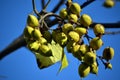 Green fruits from the tree paulownia tomentosa