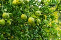 Green fruits of Trifoliate orange tree in garden. Citrus trifoliata Royalty Free Stock Photo