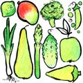 Green fruits and vegetables. Watercolor hand drawn fruits and vegetables