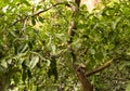 Green fruits walnut grows and matures among leaves Royalty Free Stock Photo