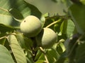 Green fruits of walnuts on the tree closeup Royalty Free Stock Photo