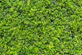 Green fukien tea tree background