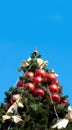 Green fur tree with blue sky Royalty Free Stock Photo