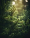 Green fur tree branches background Royalty Free Stock Photo