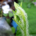 Green fur white petal background outdoor nature