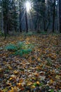 green furn and autumn leaves in backlight through forest