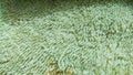 Green furr texture Royalty Free Stock Photo