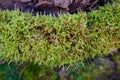 Green fuzzy moss growing on a tree branch laying on a forest floor details in nature