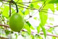 Green Gac fruit, Spring Bitter Cucumber or Momordica Cochinchinensis Spreng.