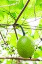 Green Gac fruit, Spring Bitter Cucumber or Momordica Cochinchinensis Spreng.