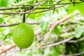 Green Gac fruit, Spring Bitter Cucumber or Momordica Cochinchinensis Spreng.