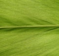 Green Galanga leaf background