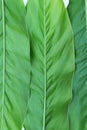 Green Galangal leaf background