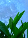 Green galangal leaves against a sky blue background.