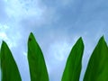 Green galangal leaves against a sky blue background.