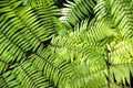 Green garden background of Fishbone Fern or Sword Fern. Royalty Free Stock Photo