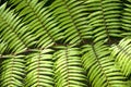 Green garden background of Fishbone Fern or Sword Fern. Royalty Free Stock Photo