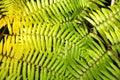 Green garden background of Fishbone Fern or Sword Fern. Royalty Free Stock Photo