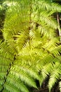 Green garden background of Fishbone Fern or Sword Fern. Royalty Free Stock Photo