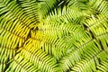 Green garden background of Fishbone Fern or Sword Fern. Royalty Free Stock Photo