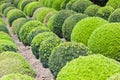 Green garden balls in France