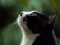 In the green garden behind a black dark silhouette and white cat looking up at the sky with its two eyes.Lovingly Royalty Free Stock Photo