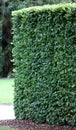 Green garden borden from maple trees Royalty Free Stock Photo