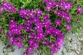 Green garden with colorful flowers of a purple-pink.