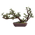 Green Garden Decoration Bonsai Tree. Isolated On White Background. Realistic 3D Render Royalty Free Stock Photo