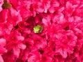 A green garden frog on red azalea flowers Royalty Free Stock Photo