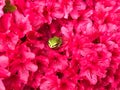 A green garden frog on red azalea flowers Royalty Free Stock Photo