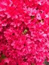 A green garden frog on red azalea flowers Royalty Free Stock Photo