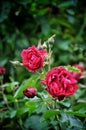 Garden red rose