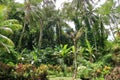 Green garden at Goa Gajah (Elephant Cave) Temple near Ubud, Bali, Indonesia Royalty Free Stock Photo