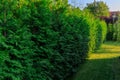 Green garden with a hedge of thujas at summer Royalty Free Stock Photo