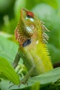 Green garden lizard Royalty Free Stock Photo