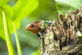 The Green Garden Lizard Royalty Free Stock Photo