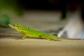 Green Garden Lizard 1 Royalty Free Stock Photo