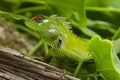 Green garden lizard II Royalty Free Stock Photo
