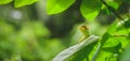 A green garden lizard peeks out from a leaf, Colorful lizard creature in the garden