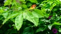 A green garden lizard resting on top of leaves, a Colorful lizard creature in the garden